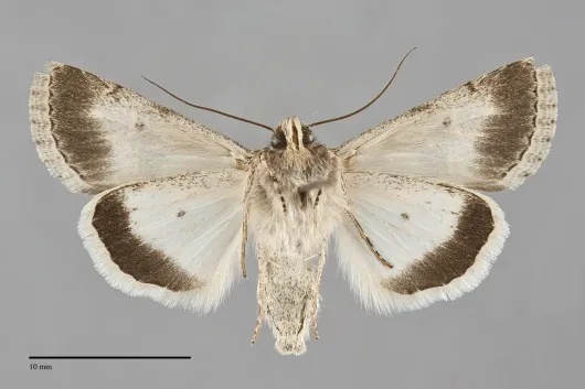 Sympistis simplex