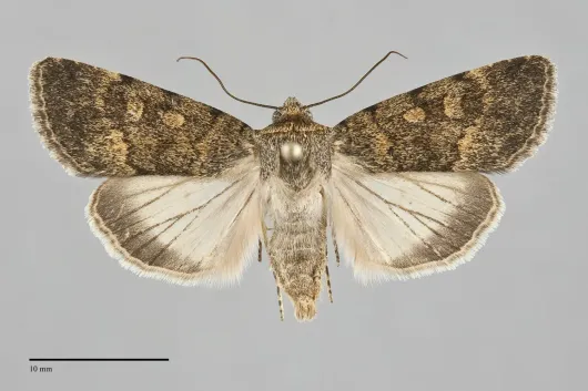 Sympistis sobek