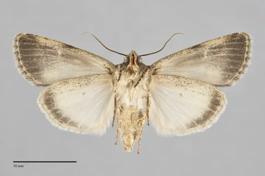 Sympistis sobek