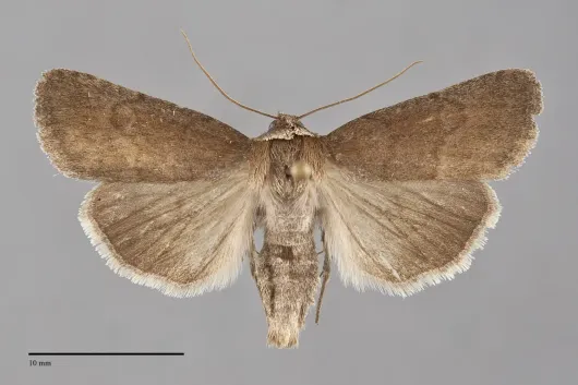 Sympistis stabilis