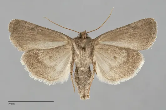 Sympistis stabilis