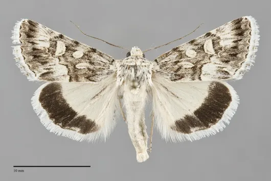 Sympistis tartarea