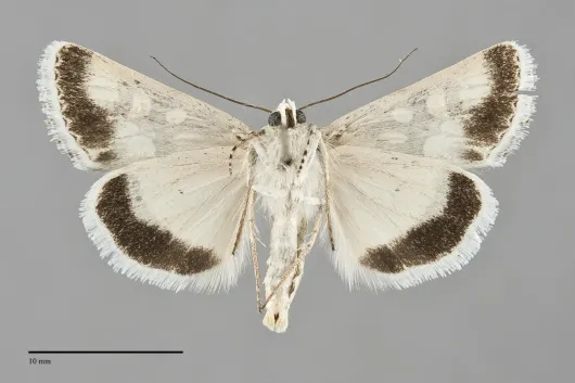 Sympistis tartarea