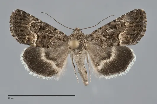 Sympistis tenuifascia
