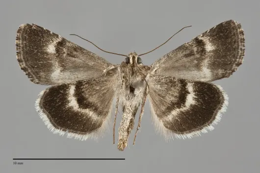 Sympistis tenuifascia