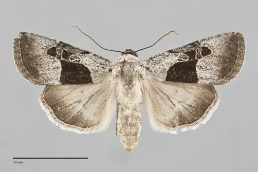 Sympistis umbrifascia
