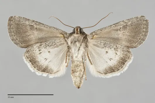 Sympistis umbrifascia