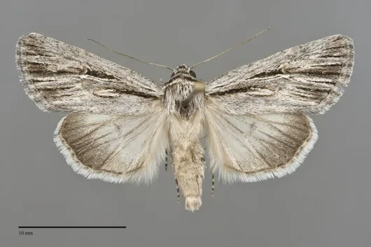 Sympistis utahensis