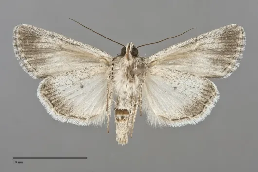 Sympistis utahensis