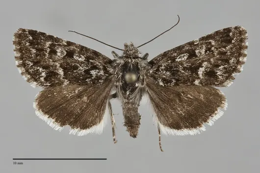 Sympistis wilsoni