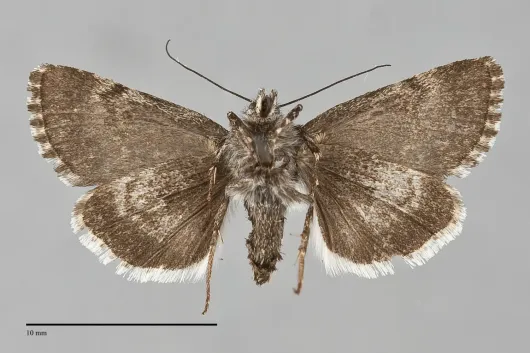 Sympistis wilsoni