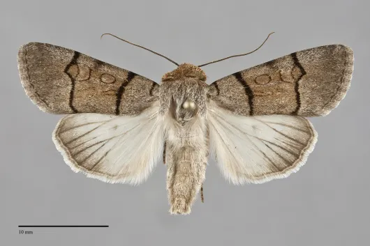 Sympistis youngi