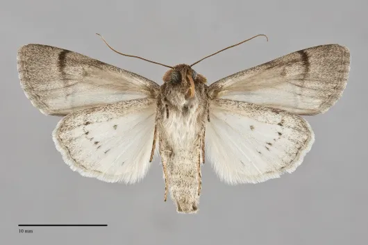 Sympistis youngi