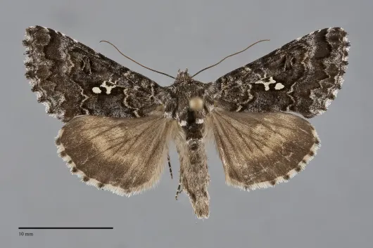 Syngrapha abstrusa