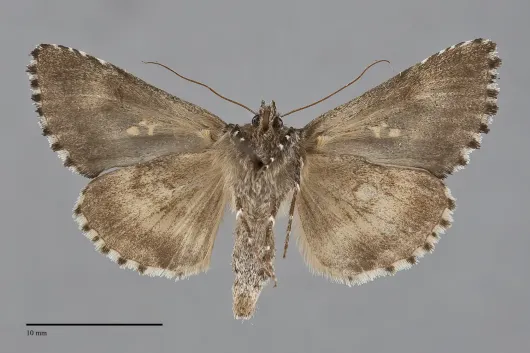 Syngrapha abstrusa