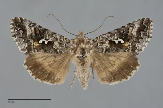 Syngrapha alias