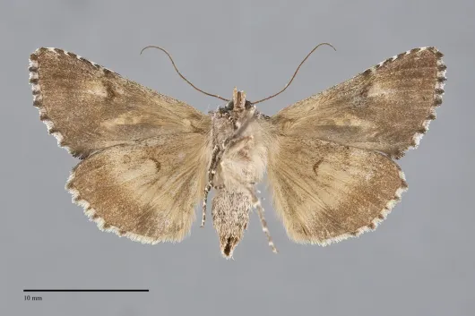 Syngrapha alias