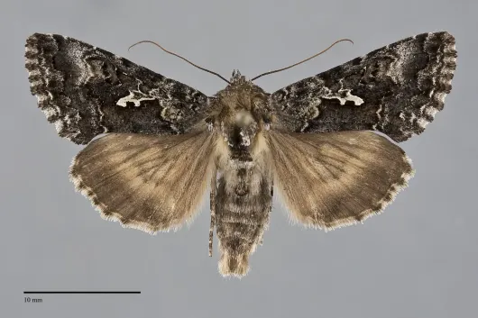 Syngrapha alias
