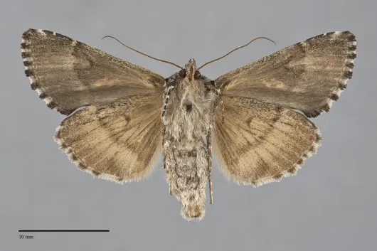 Syngrapha alias