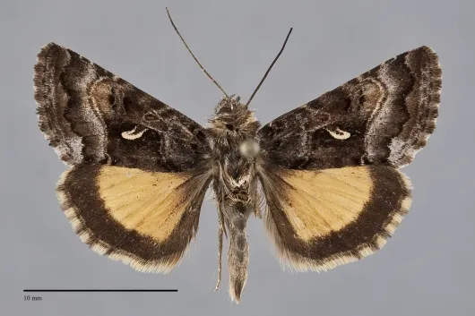 Syngrapha alticola