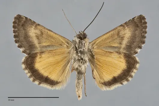 Syngrapha alticola