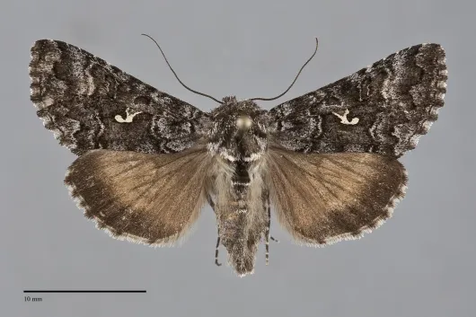 Syngrapha angulidens