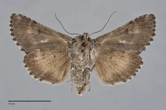 Syngrapha angulidens