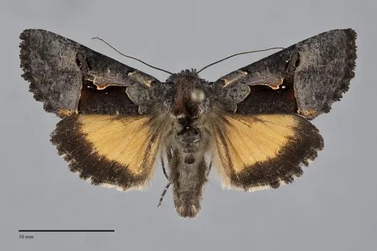 Syngrapha borea