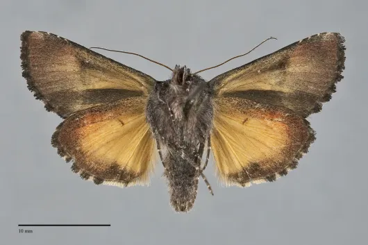 Syngrapha borea