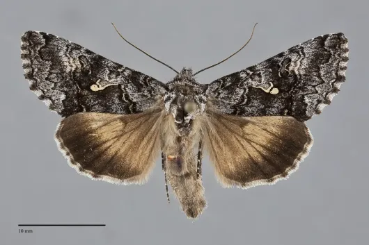 Syngrapha celsa