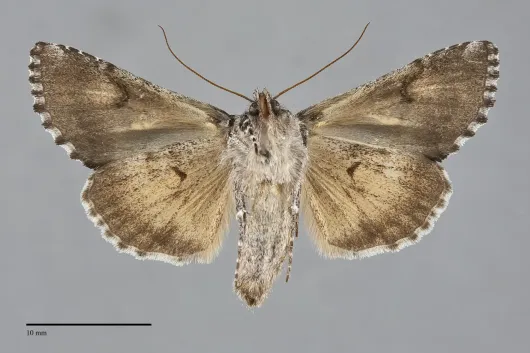 Syngrapha celsa