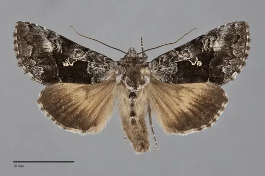 Syngrapha celsa
