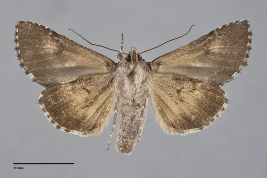 Syngrapha celsa
