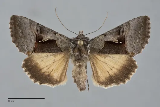 Syngrapha diasema