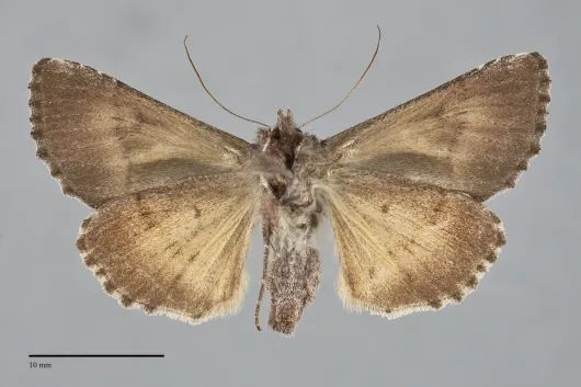 Syngrapha diasema