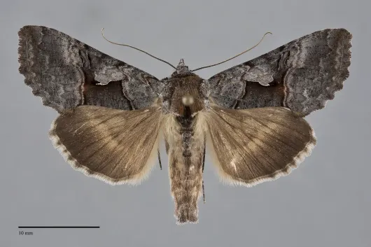 Syngrapha epigaea