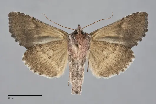 Syngrapha epigaea