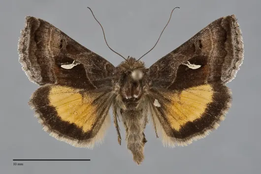 Syngrapha ignea