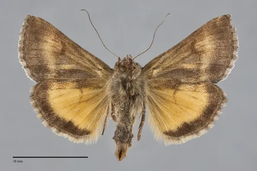 Syngrapha ignea
