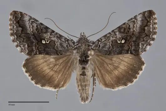 Syngrapha interrogationis