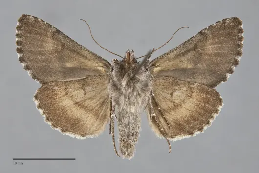 Syngrapha interrogationis