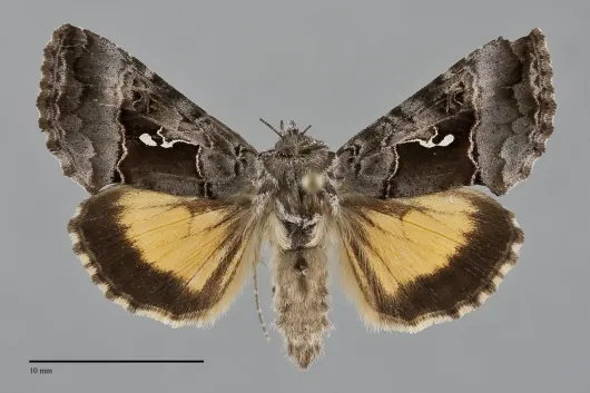 Syngrapha microgamma