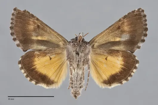 Syngrapha microgamma