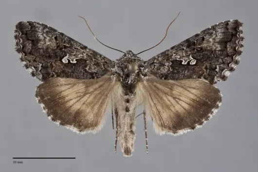 Syngrapha octoscripta