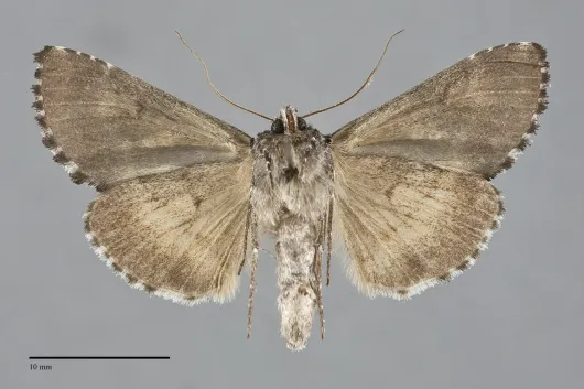 Syngrapha octoscripta