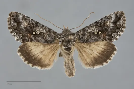 Syngrapha octoscripta
