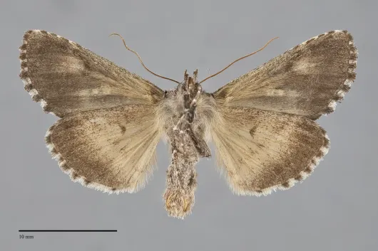 Syngrapha octoscripta