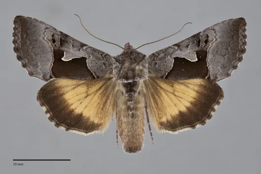 Syngrapha orophila