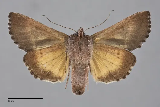 Syngrapha orophila