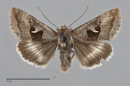 Syngrapha parilis